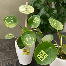 Bedrukte plantjes - een duurzaam geschenk